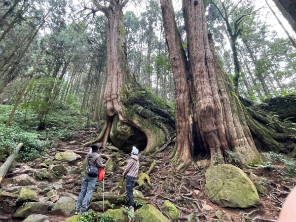 1150404-5水山巨木步道。二萬坪樹抱石3035660