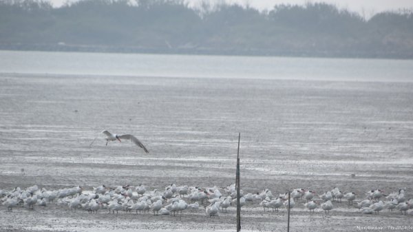 《台南》滄海桑田｜台江內海與黑面琵鷺野生動物保護區2675458