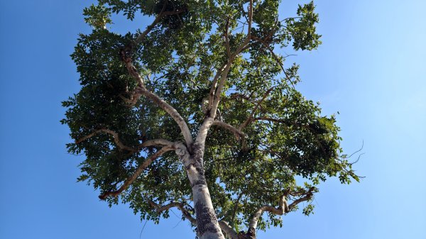 【台灣健行】眷村聽歌：港都金曲再現、鳳山大東、黃埔新村2766384