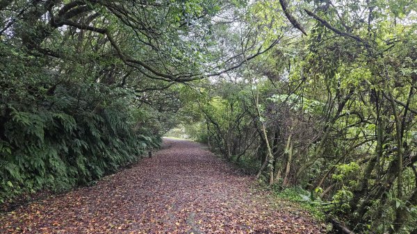 20251127菁苗步道-紅樓秘境-環七星步道O型2947311