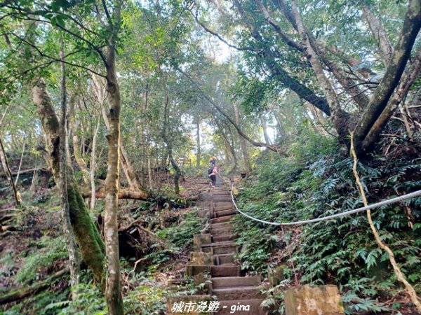 【新竹竹東】五指山登山步道3004825