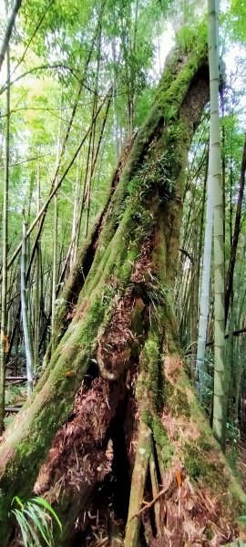 芙蓉山~大凍山~霹靂山~樂野山  四連峰1009665