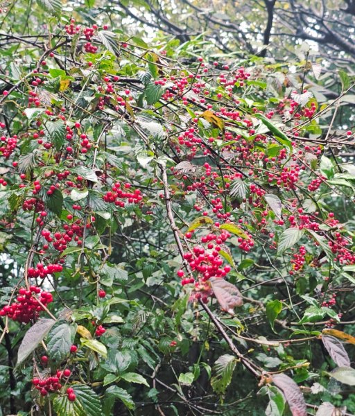 2025臺北大縱走第四段：風櫃口至中華科技大學2973483