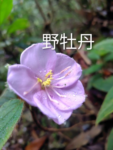 關刀山西峰 關刀山 關刀山東峰 西關刀山北峰 西關刀山北北峰2891027