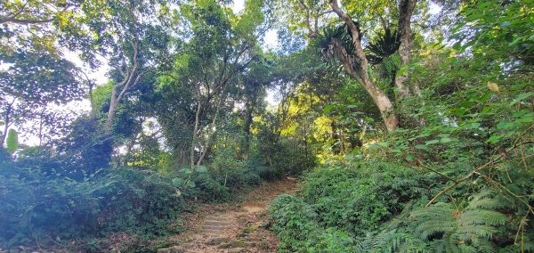 2021-04-11馬那邦山登山步道1346423