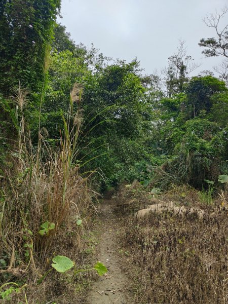 2024.04.14 倒別牛登中坑山飛鳳山O型2922813