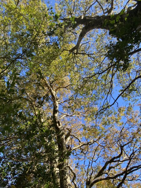 114.11.16 北得拉曼追黃金山毛櫸2937872