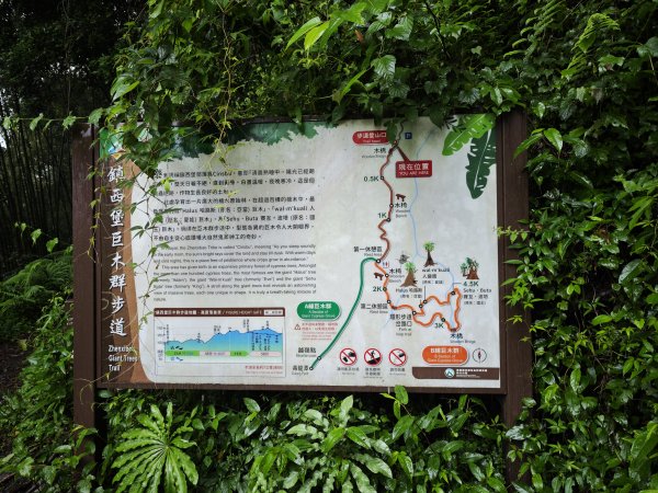 2025_0525 鎮西堡巨木群步道（B區）2797696