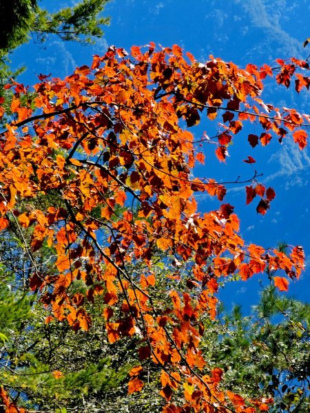大雪山森林遊樂區賞楓2966057