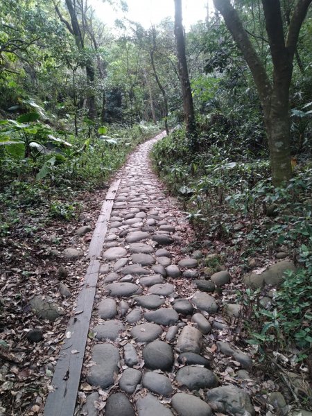 我們這一家---中央嶺造林步道816943