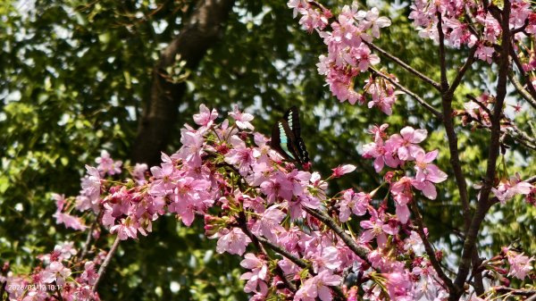 #緣道觀音廟 #北海福座 #萬代福 #黃花風鈴木 #錫葉藤 #青帶鳳蝶 #昭和櫻 #吉野櫻 3/123014062