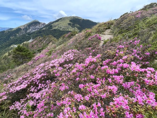 1150524合歡北峰杜鵑花