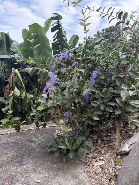20251025南化龍湖寺至紫竹寺O繞(石松子山.大竹崙山.竹子尖山)2925075