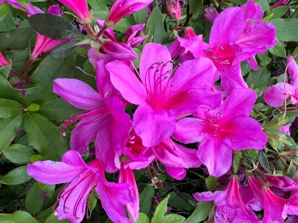 4/12台北大縱走第二段小油坑到二子坪2763661