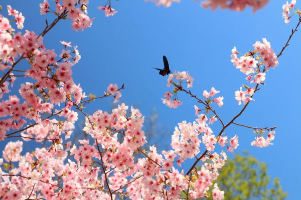 拉拉山的櫻花286523