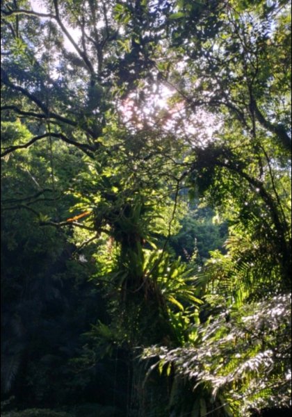 烏來桂山路2525879