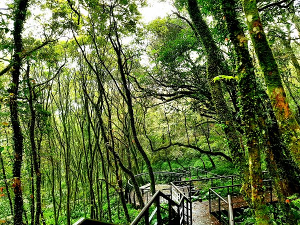 走遍陽明山：大屯山系｜青楓、中正山步道2085921