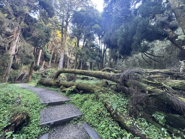 20251225塔山步道(大塔山)2970293