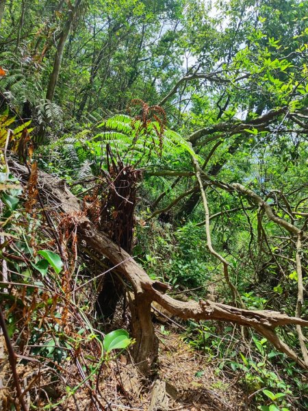 石碇鱷魚島-草湳二格山2786767