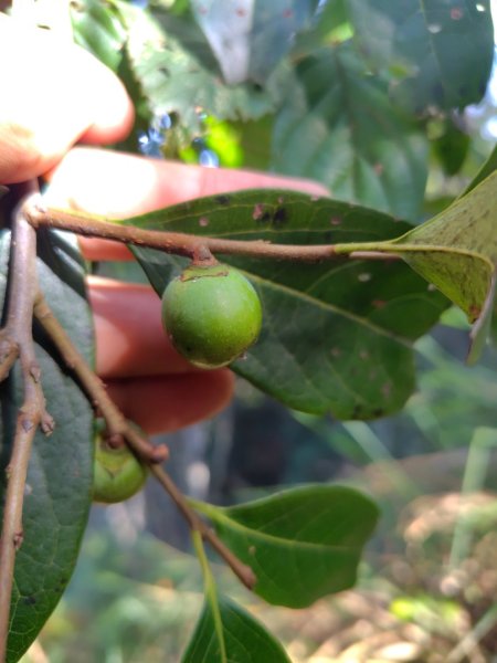 唐麻丹山 蝴蝶谷2918817