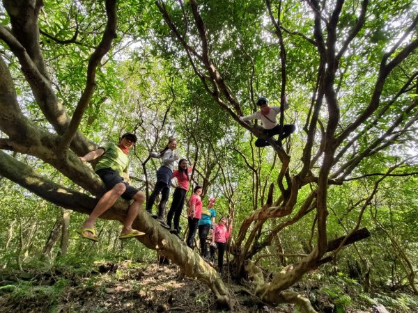 東勢大崙、東勢坑山、觀音湖山O走2986349