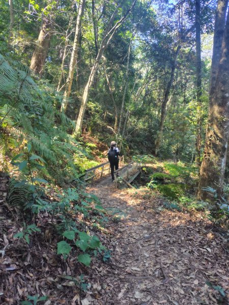 唐麻丹山 蝴蝶谷2918988