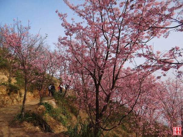 【新北市】三峽竹崙路櫻花谷