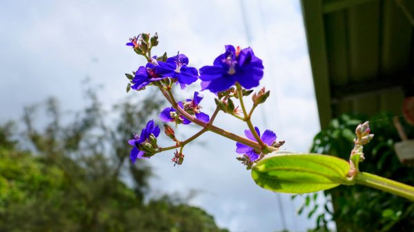 九寮溪自然步道2826873