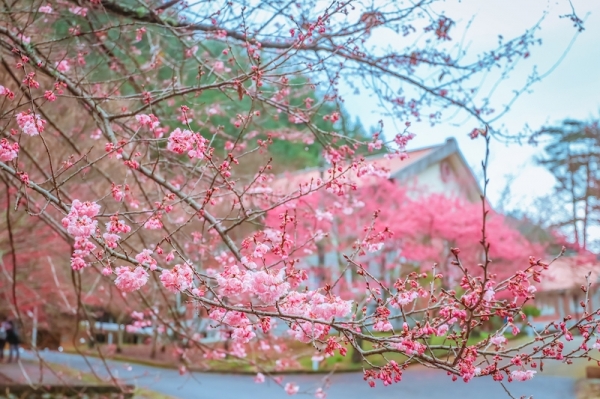 武陵農場-春の櫻