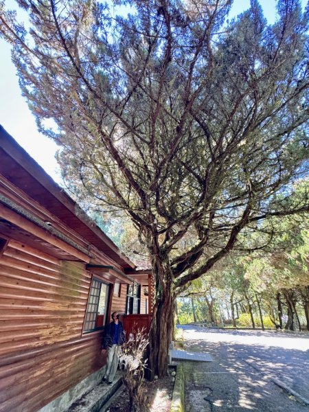 漫遊大雪山森林 訪尋雪山大小神木 快閃天池2922767