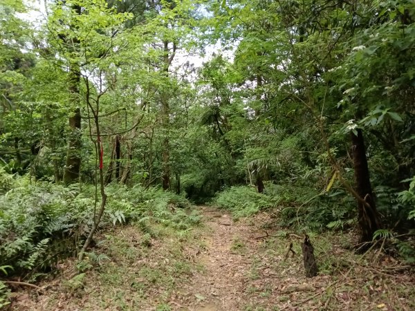 雙溪區大埤遺址東林寺+大埤古道+572峰去回2784180