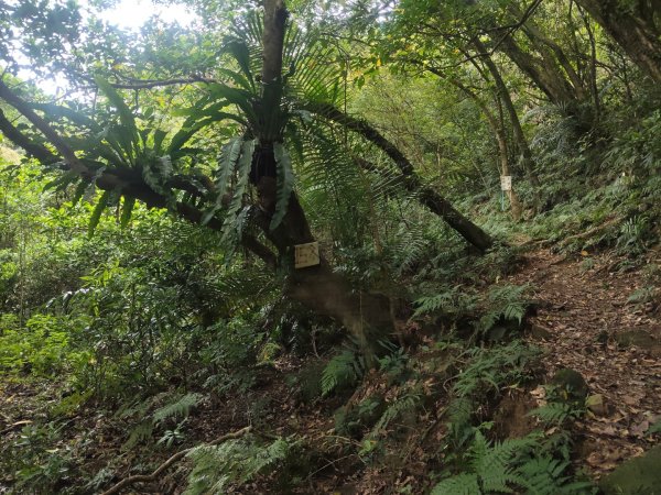 淡蘭北路第三段：澳底至石城車站、隆嶺古道3113609