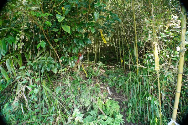 台中 和平 雪山坑山2925063