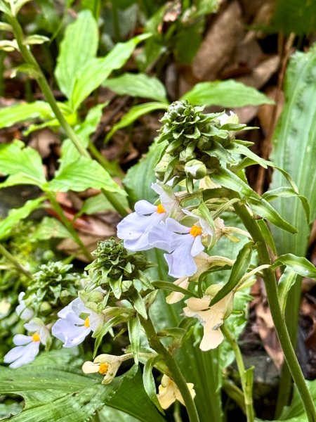 八五山古道賞九穹奇樹 尋鳥嘴下山（煤源山）2803339