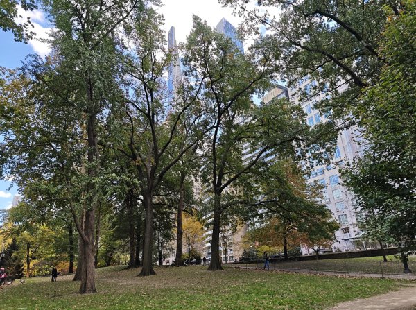 [紐約馬之行-10] 2025_1101 紐約中央公園2945002