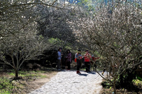 【臺南~楠西】梅嶺賞梅一~觀音步道1246927