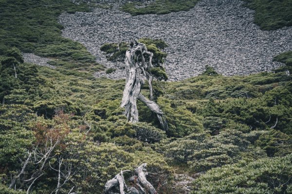 【雪劍縱走】完美谷、劍南大草原、大小劍山1152052