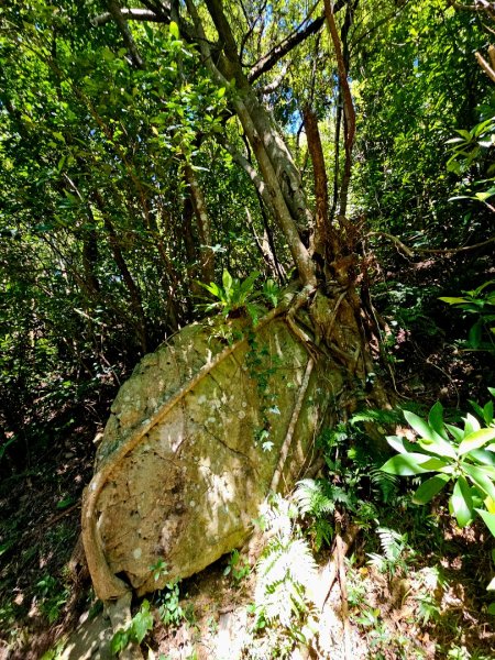 2025臺北大縱走第五段：捷運劍潭站至碧山巖2897851