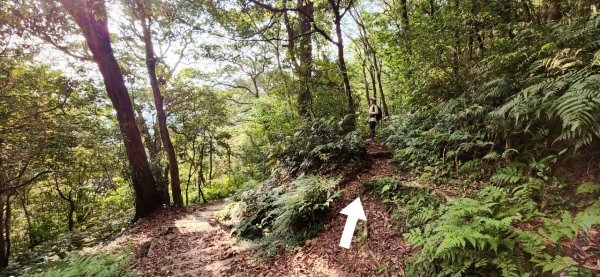 【中級山縱走】志繼山，東眼山，拉卡山，卡外山，東滿步道2742586