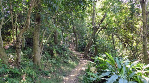 內冷水坑山,青龍嶺,大尖山,新加坡山,牛埔頭山,二尖山2569767