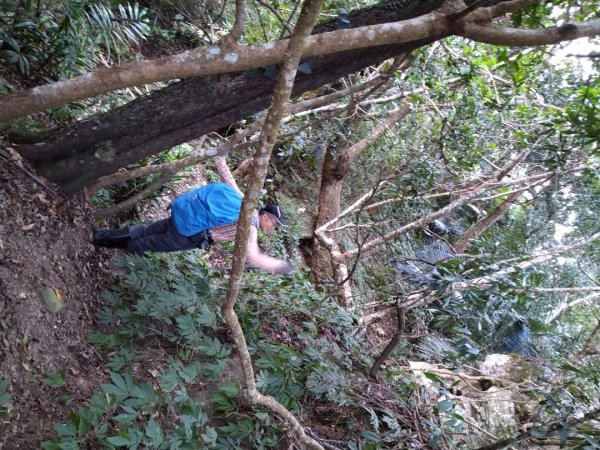 ▲鵝公髻山西南南峰,鵝公髻山西南峰,鵝公髻山,鳥嘴山1539965