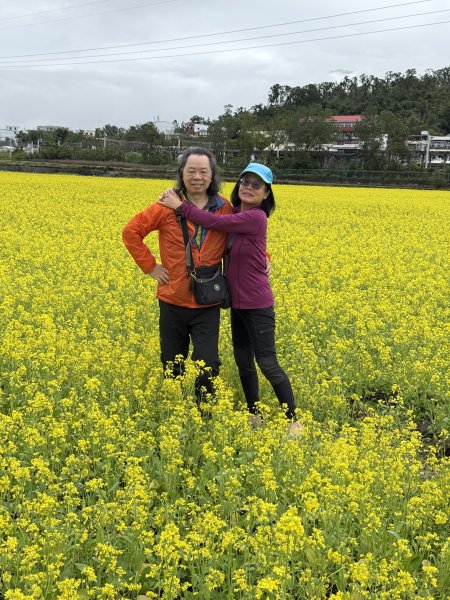 富里油菜花2704824