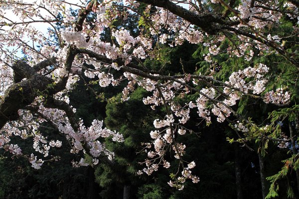 阿里山賞櫻843952