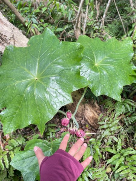 大屯西南稜-上大屯尋找八角蓮採野🥬-貴子坑連走六峰2756161