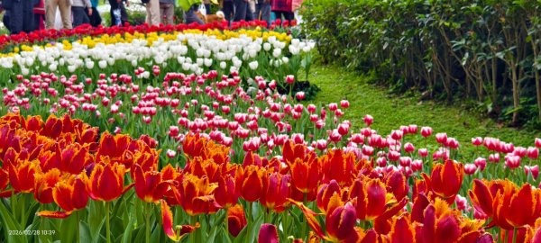 #士林官邸 #鬱金香 #中正紀念堂 #大漁櫻 2/283007886