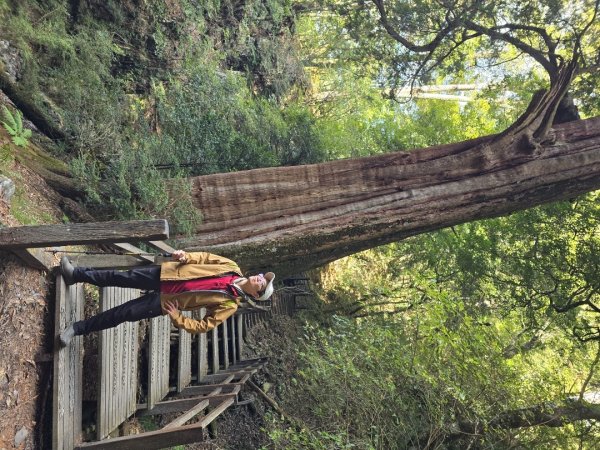 大雪山國家森林遊樂區賞楓／看神木／賞雪白山頭／賞大景2974296