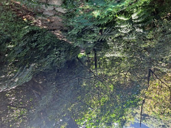 20230911淡蘭古道中段：五分山步道-暖東舊道2446834