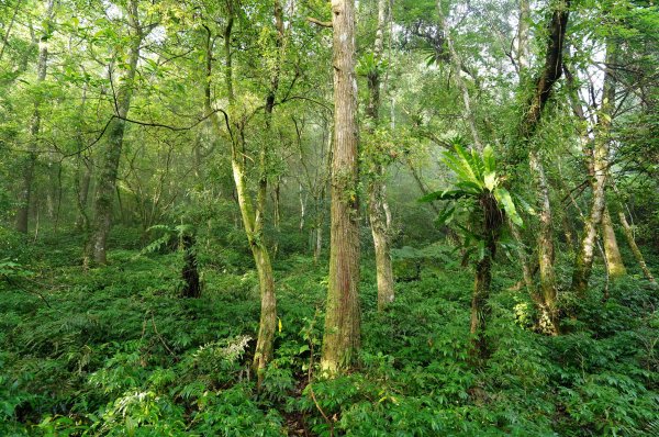 新北 烏來 下阿玉山2821604