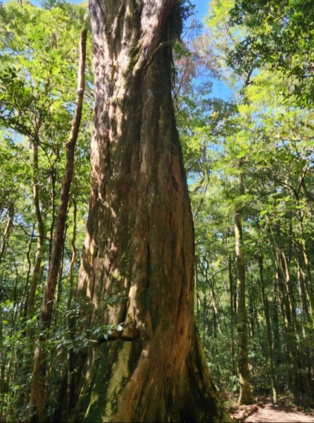 【中級山】插天山的奇幻世界，赫威山，赫威神木群步道2741288