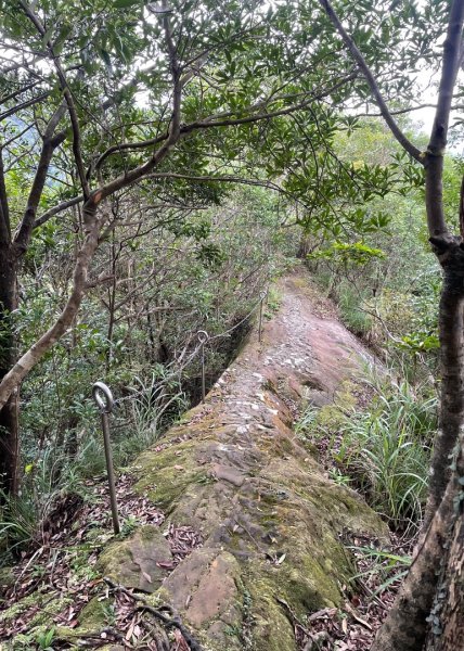 微笑山⛰️線-大棟-二格山-五分山-天上山-鳶山💎12條步道完成💙2836362